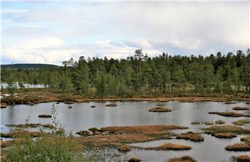 Tajga Laponija Finska šume ekosustav globalno zatopljenje klimatske promjene