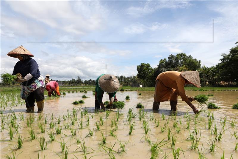 INDONESIA AGRICULTURE CLIMATE CHANGE