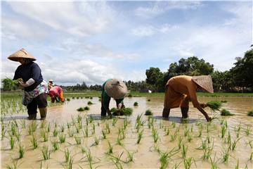 INDONESIA AGRICULTURE CLIMATE CHANGE