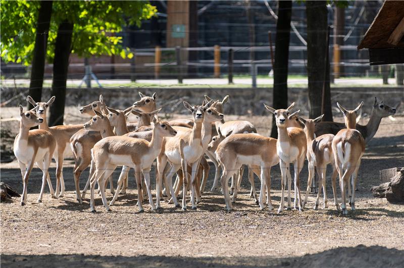 Antilope pobjegle tijekom cirkuske predstave u Njemačkoj