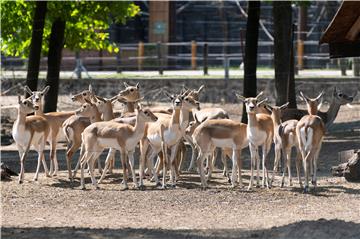 Antilope pobjegle tijekom cirkuske predstave u Njemačkoj