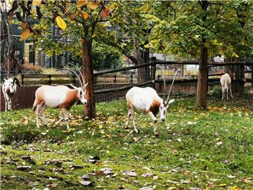 U zagrebački ZOO iz Leipziga došao sabljorogi oriks