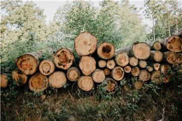 Po život opasno ozlijeđen nakon što je na njega palo stablo koje je rušio pilom