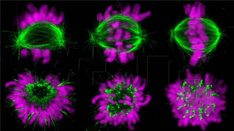 Hrvatski istraživači rasvijetlili kako nastaju diobena vretena