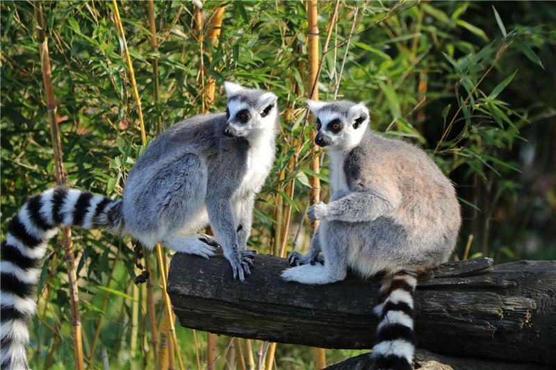 Lemur Madagaskar 