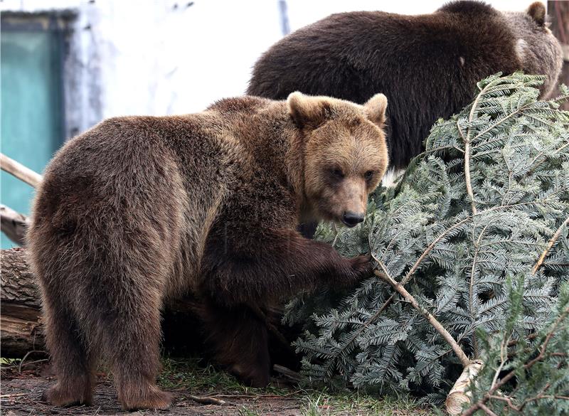 Životinjama u Zoološkom vrtu darovani borovi nakon blagdana