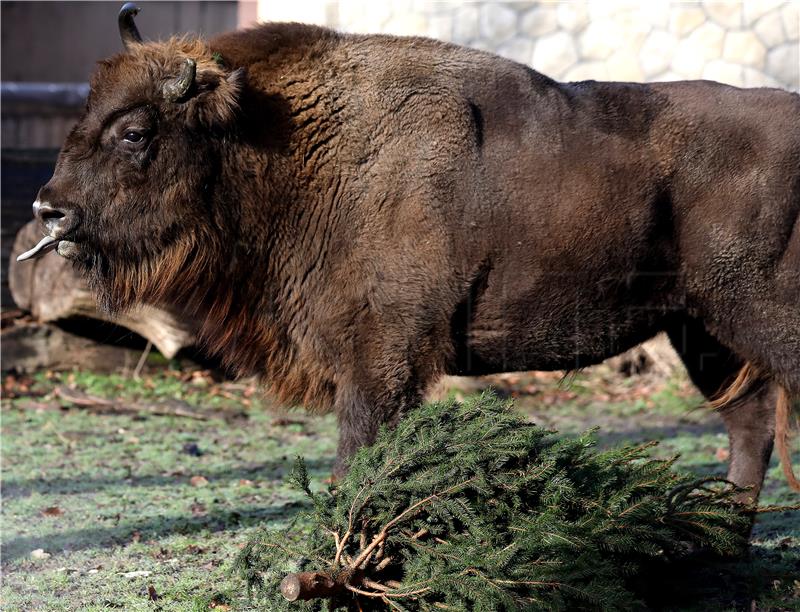 Životinjama u Zoološkom vrtu darovani borovi nakon blagdana