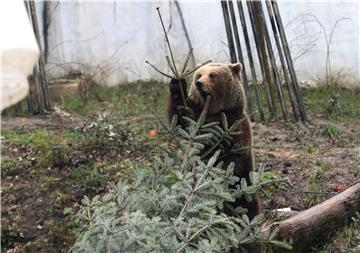 Životinjama u Zoološkom vrtu darovani borovi nakon blagdana