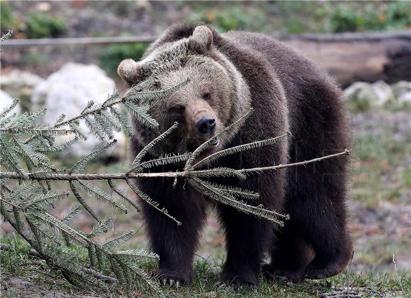 Životinjama u Zoološkom vrtu darovani borovi nakon blagdana