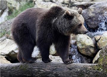 Životinjama u Zoološkom vrtu darovani borovi nakon blagdana