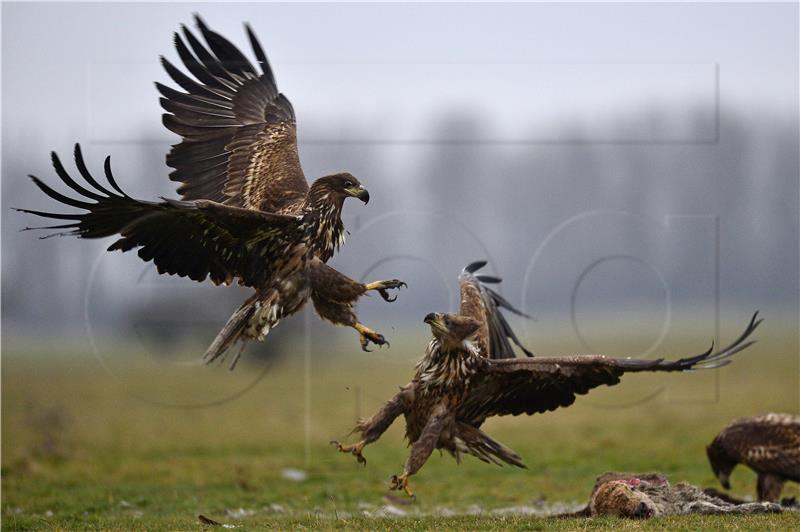 HUNGARY ANIMALS