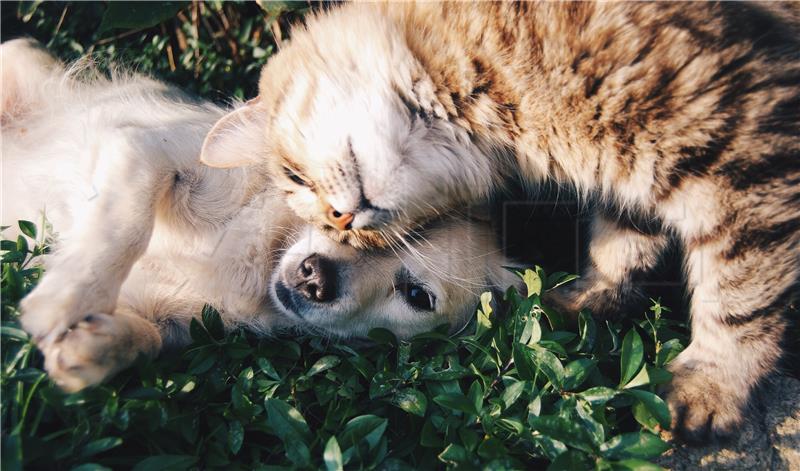 Pet effect: Kućni ljubimci potiču pamćenje, posebice kod starijih 