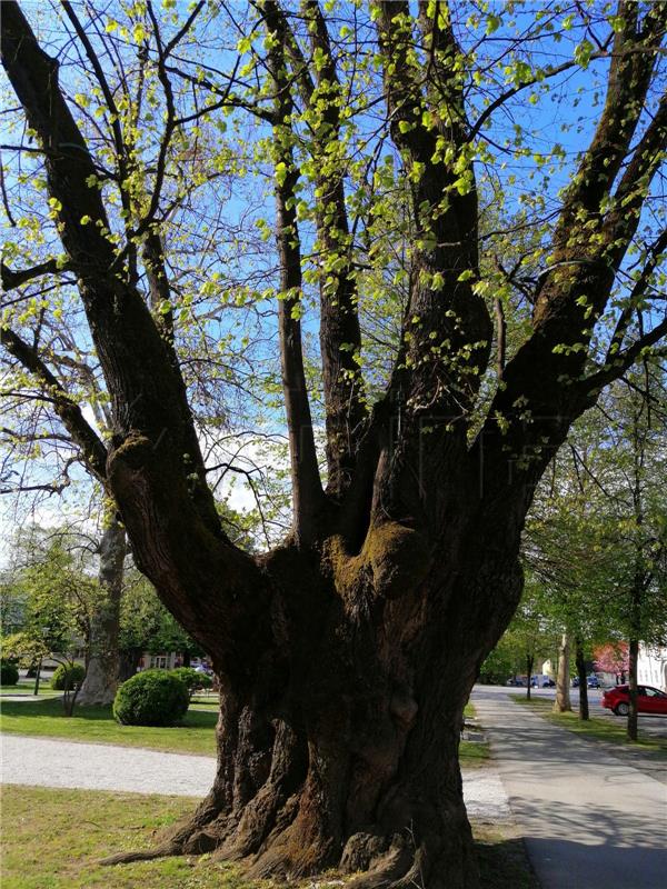 Petrinja linden trees to be planted in cities of Destination Napoleon Cultural Route