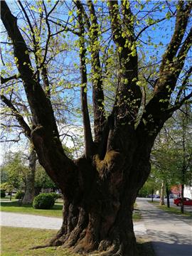 Petrinja linden trees to be planted in cities of Destination Napoleon Cultural Route