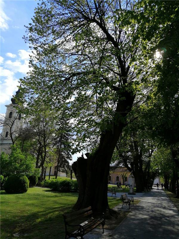 Petrinjske lipe u gradovima Europske federacije Napoleonovih gradova