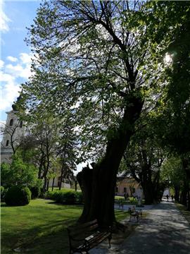 Petrinjske lipe u gradovima Europske federacije Napoleonovih gradova