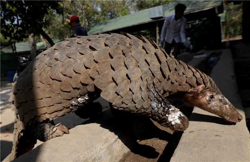 Praški Zoo: Na svijet došao ugroženi kineski pangolin