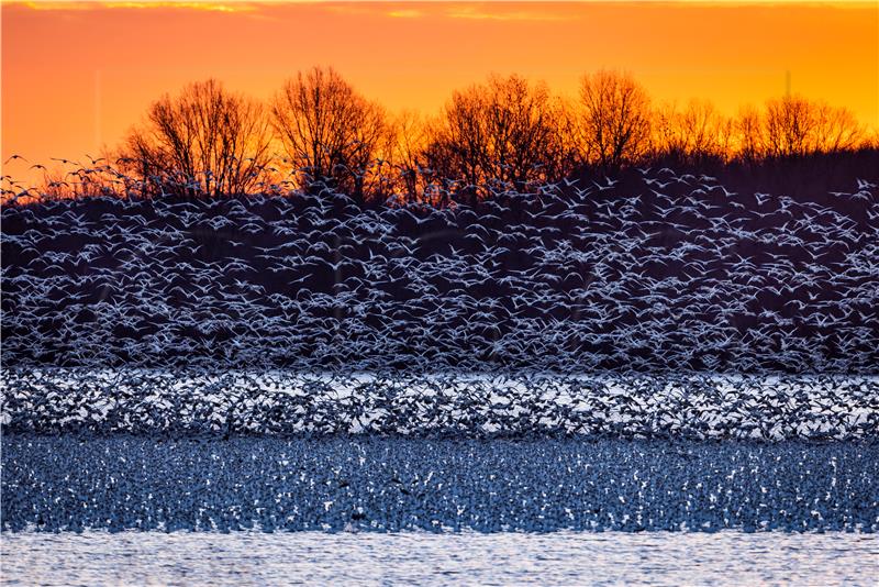 USA AVIAN FLU SNOW GEESE