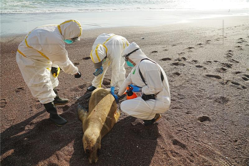 PERU LATIN AMERICA BIRD FLU