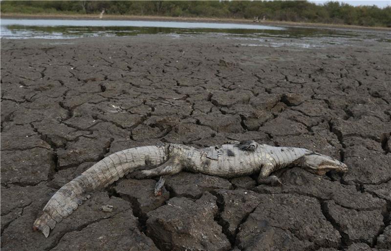 Vrućina povezana s klimatskim promjenama pogoršala učinak suše u Argentini