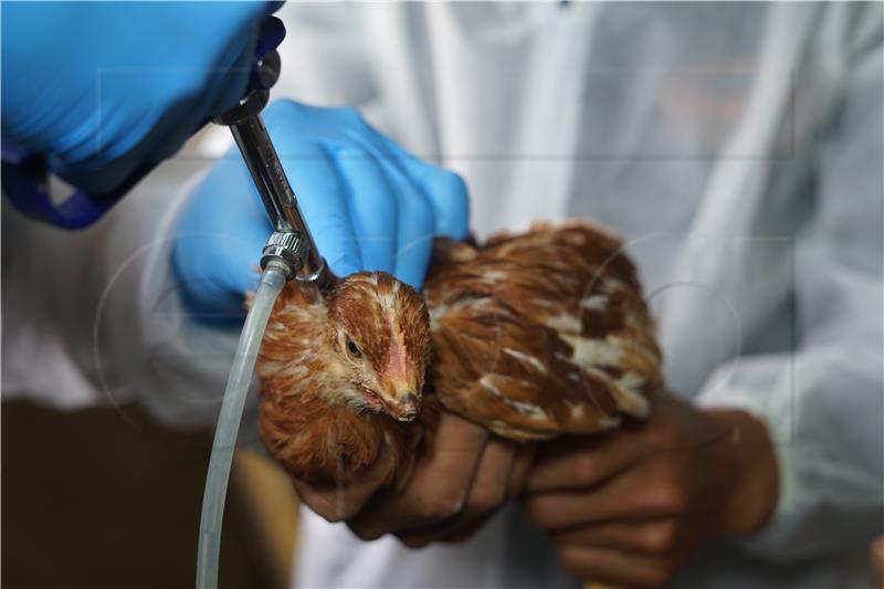 ECUADOR AVIAN FLU