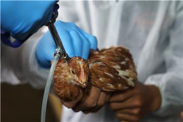 ECUADOR AVIAN FLU