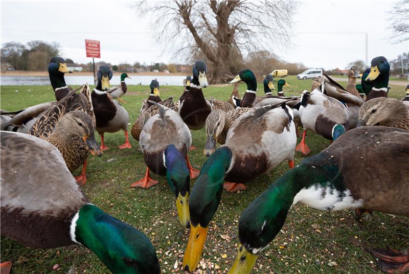 BRITAIN DISEASES AVIAN INFLUENZA