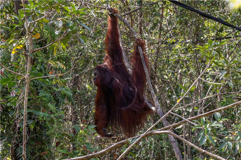 INDONESIA ANIMALS