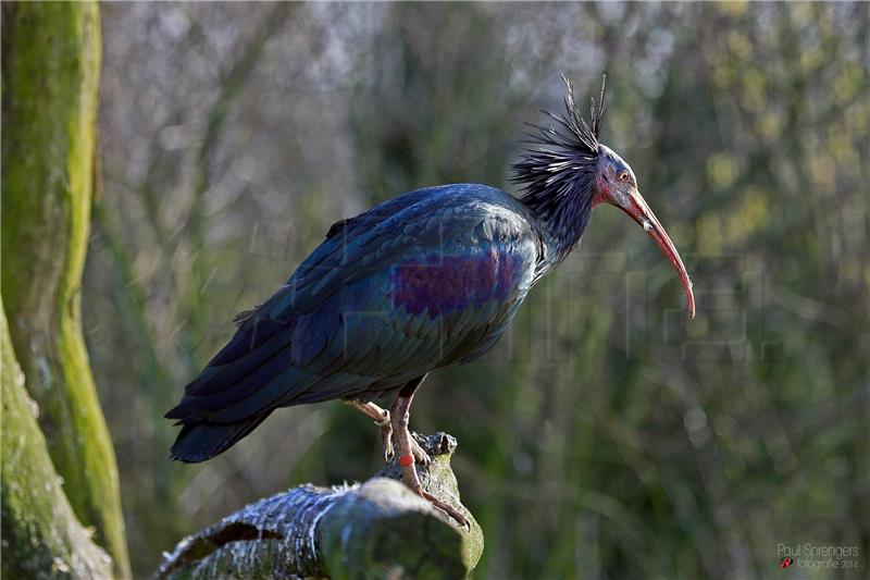 Ćelavi ibis