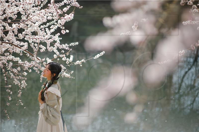 CHINA SPRING BLOSSOM