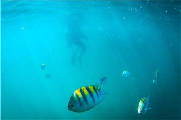 BRAZIL CORALS