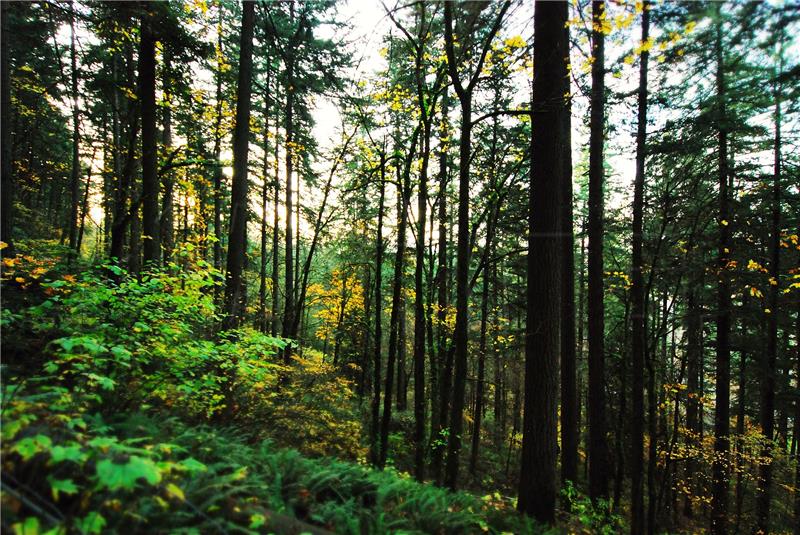 International Day of Forests: Croatia boasts 95% of natural forests