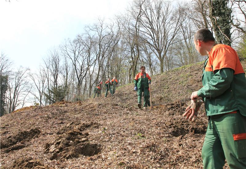 Sadnja 150 stabala hrasta lužnjaka i kitnjaka na Dubravkinom putu