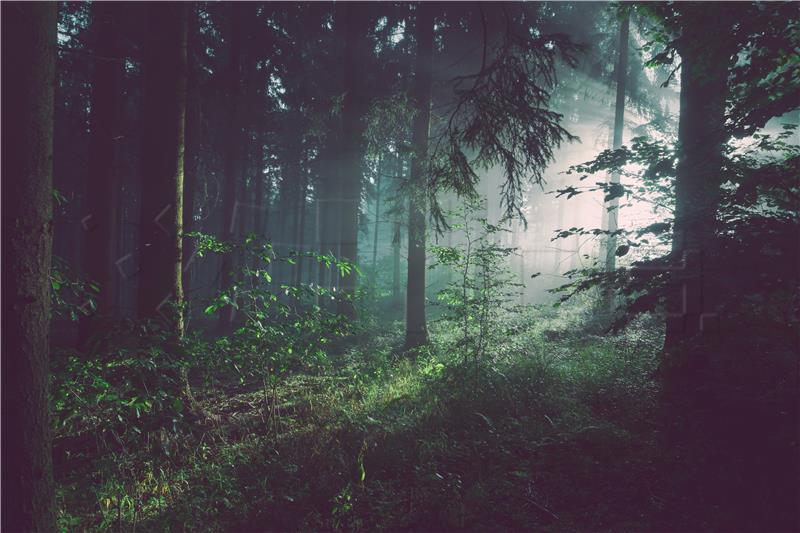 Šume u planinskim područjima nestaju alarmantnom brzinom!