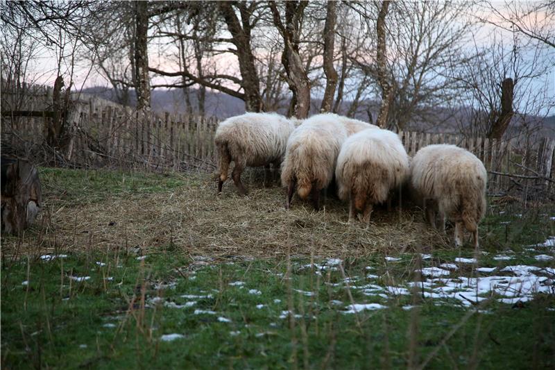 Wild game spreading on Cres island threatens indigenous livestock