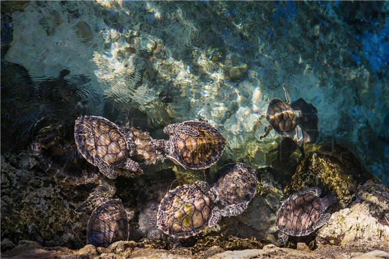 Glavate želve šire se Mediteranom zbog klimatskih promjena?