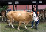 Nakon 11 godina tursko tržište otvoreno za izvoz hrvatskih goveda