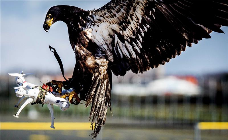 Američki znanstvenici stvaraju dronove od prepariranih ptica