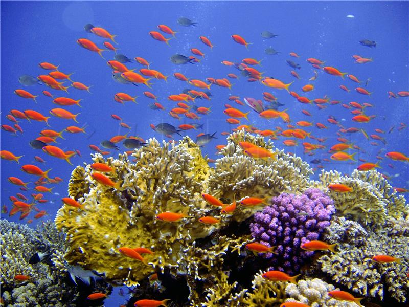 Otkriven nepoznat i očuvan koraljni greben na Galapagosu!