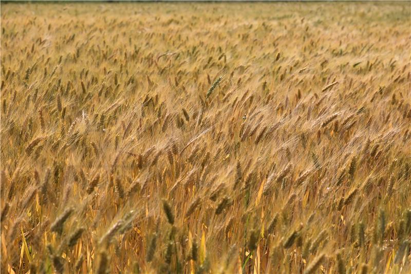 MIDEAST PALESTINIANS AGRICULTURE WHEAT