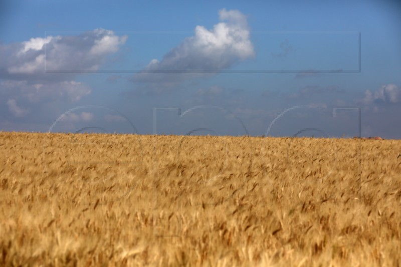 MIDEAST PALESTINE NATURE