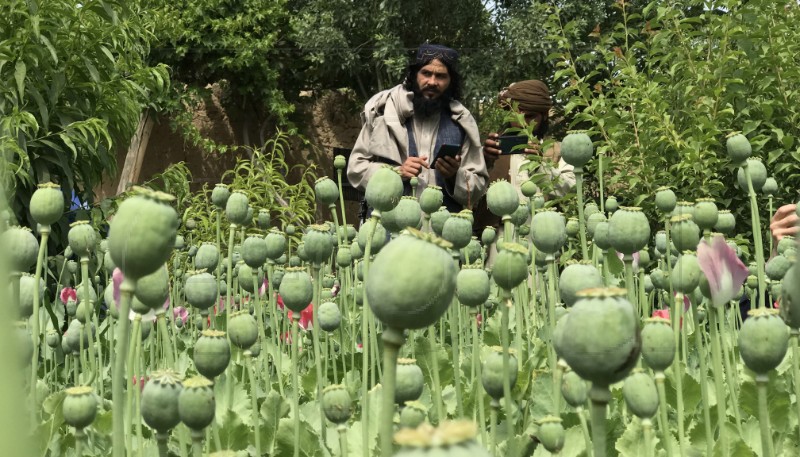 AFGHANISTAN POPPY 