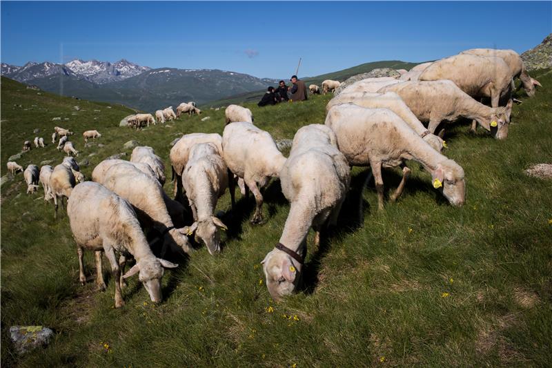 Pedantne ovce bolje od kosilice