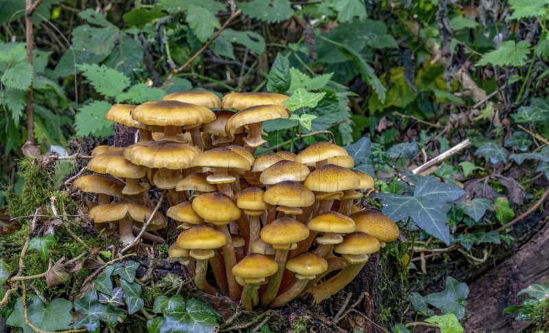 Je li pronađen protuotrov za zelenu pupavku, najsmrtonosniju gljivu?