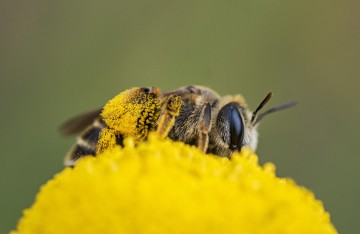 SPAIN WORLD BEE DAY