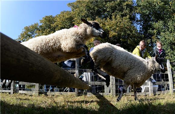 Novi Zeland: Ovaca pet puta više od ljudi, ali nikad manje 