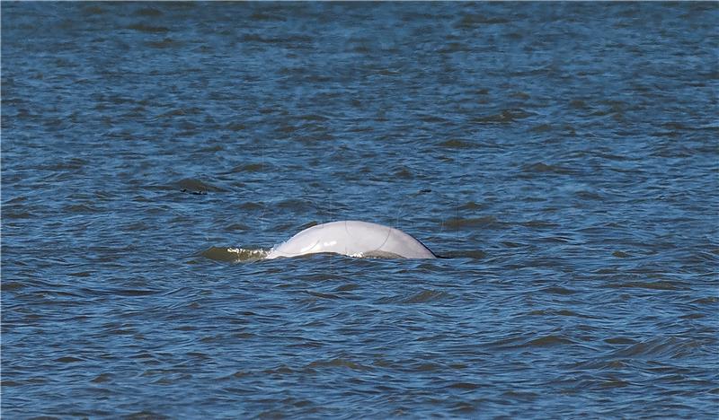 Beluga kit Hvaldimir, "ruski špijun" pliva duž švedske obale 