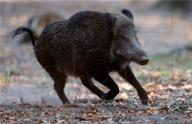 Njemačka: Vepar se brčkao u bazenu, od utapanja ga spasili vatrogasci