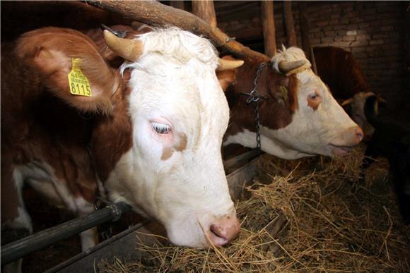 Amounts of collected milk drop, rise in production of drinking milk, cream and butter