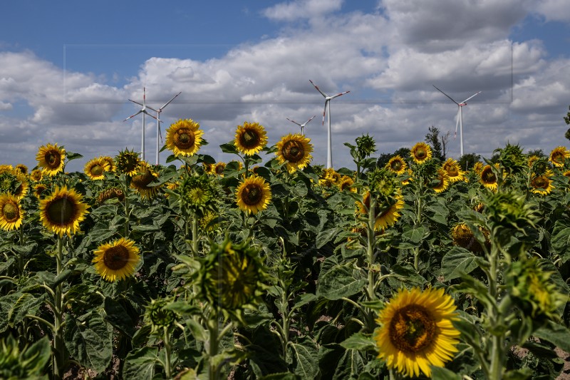 GERMANY AGRICULTURE SUNFLOWERS